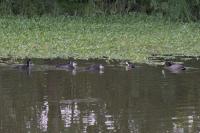 Fulica atra