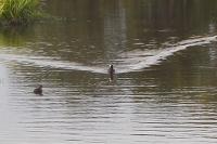 Fulica atra