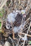 Falco tinnunculus