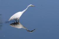 Ardea alba