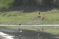 Ciconia ciconia