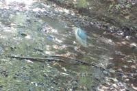 Nycticorax nycticorax