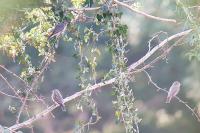 Muscicapa striata