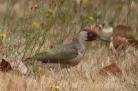 Picus viridis