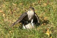 Accipiter nisus