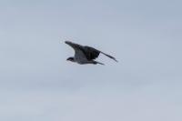 Pandion haliaetus