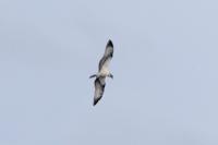 Pandion haliaetus