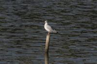 Chroicocephalus ridibundus