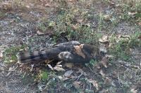 Accipiter nisus