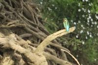 Alcedo atthis
