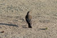 Ficedula hypoleuca