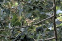 Phylloscopus collybita