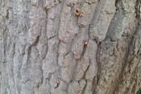 Sitta europaea