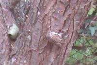 Certhia brachydactyla