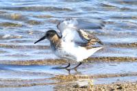 Calidris alpina