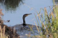 Phalacrocorax carbo