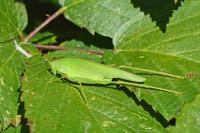 Phaneroptera
