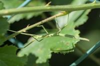 Clonopsis gallica