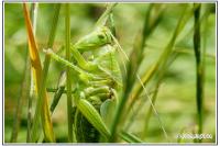 Tettigonia viridissima