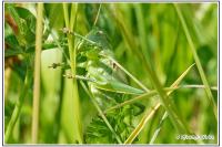 Tettigonia viridissima