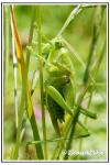 Tettigonia viridissima