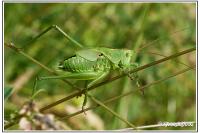 Tettigonia viridissima