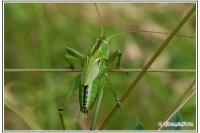 Tettigonia viridissima