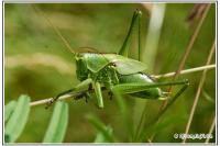 Tettigonia viridissima