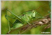 Tettigonia viridissima