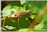 Tettigonia viridissima