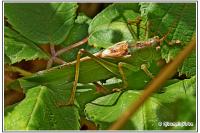 Tettigonia viridissima