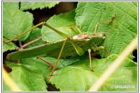 Tettigonia viridissima