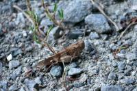 Oedipoda caerulescens