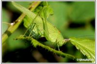 Phaneroptera nana