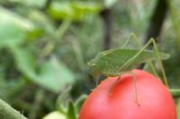 Tettigonia viridissima