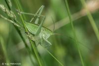 Tettigonia viridissima