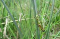 Stethophyma grossum