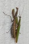 Mantis religiosa