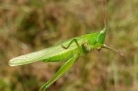 Ruspolia nitidula nitidula