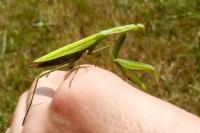 Mantis religiosa