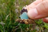 Oedipoda caerulescens