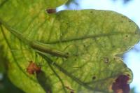 Meconema meridionale