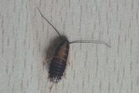 Blattella germanica
