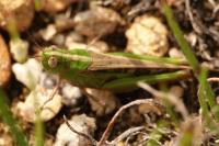 Aiolopus thalassinus