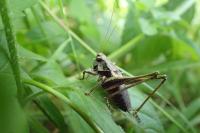 Pholidoptera griseoaptera