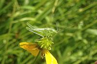 Tettigonia viridissima