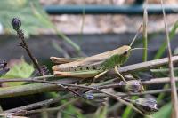 Pseudochorthippus parallelus