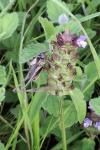 Pholidoptera griseoaptera
