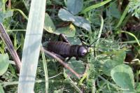 Gryllus campestris