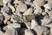Oedipoda caerulescens